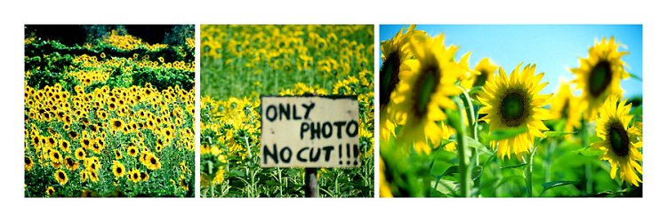 AM_Sunflowers_arrangement_900x300_q10