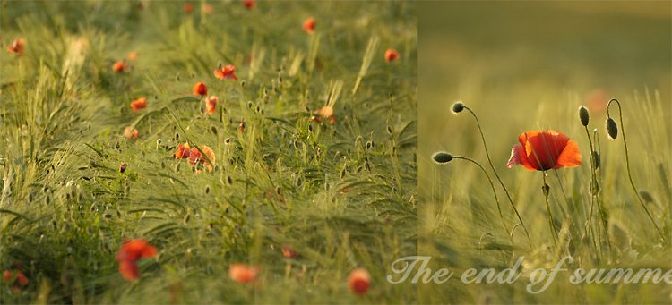 LR_Mohnfeld_900x409