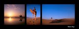 Camel_Dunes_black_cutout_890x335_q10.jpg